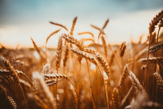 Media Partnership: Corteva Media Club - The Challenge of Food Security | The Global Food Security Index 2021