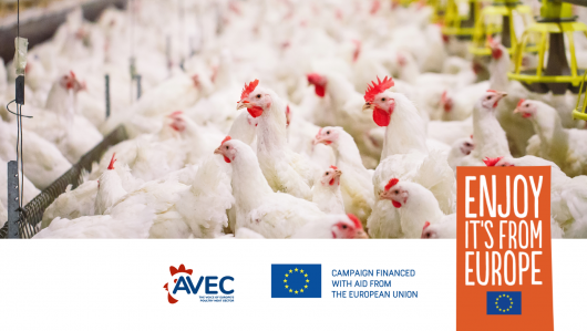 Reducing the use of antibiotics  in the meat sector