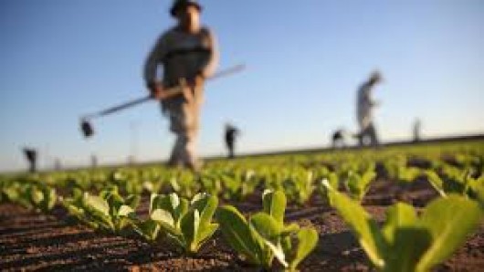 Farm to Fork strategy:  What role for nutrients?