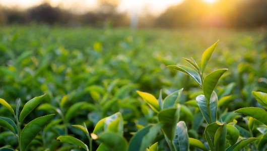 Green molecules – How can they strengthen Europe’s energy security and industrial competitiveness?