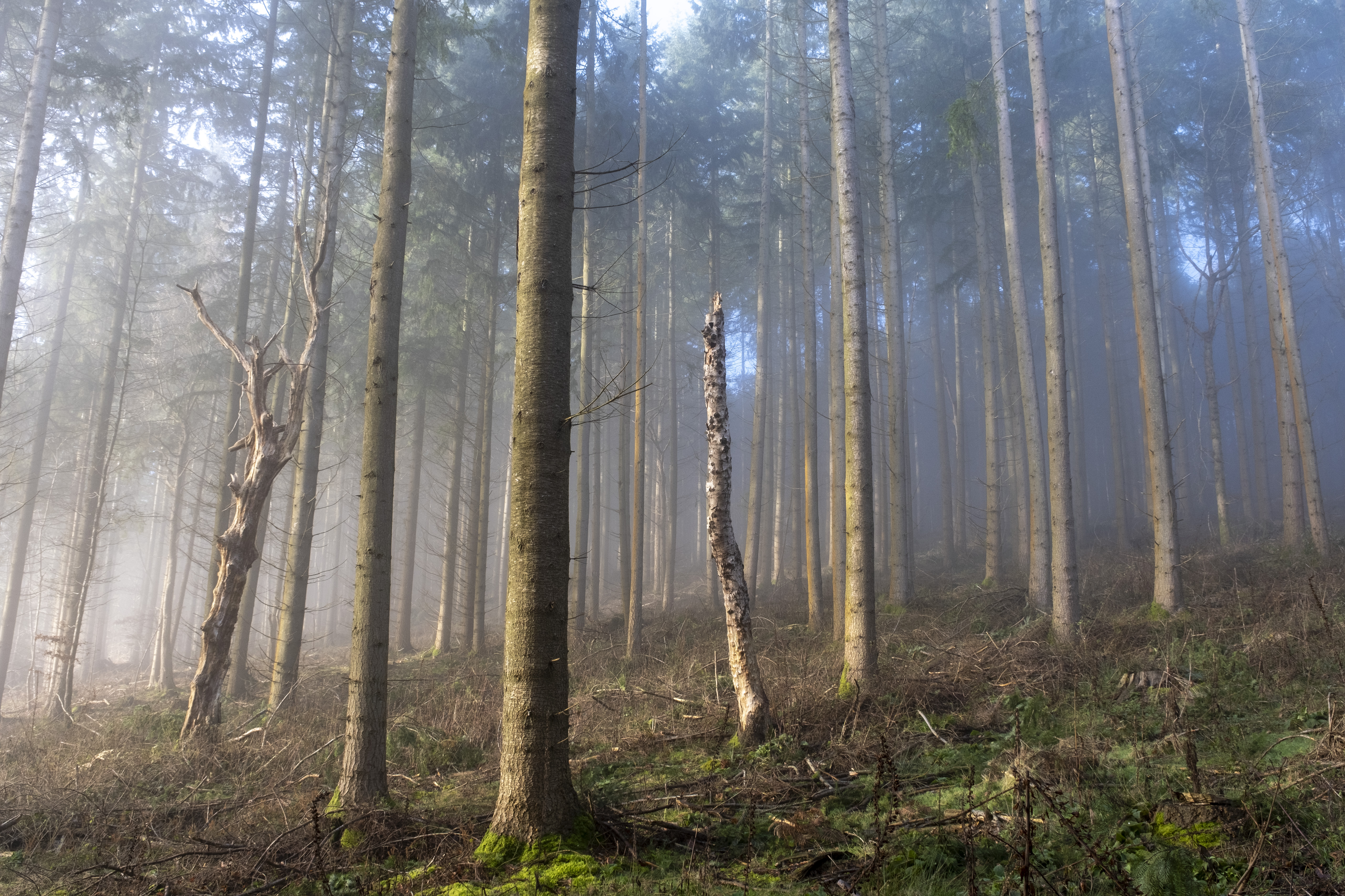 Renewable carbon and the circular economy - Unlocking the role of woodbased value chains