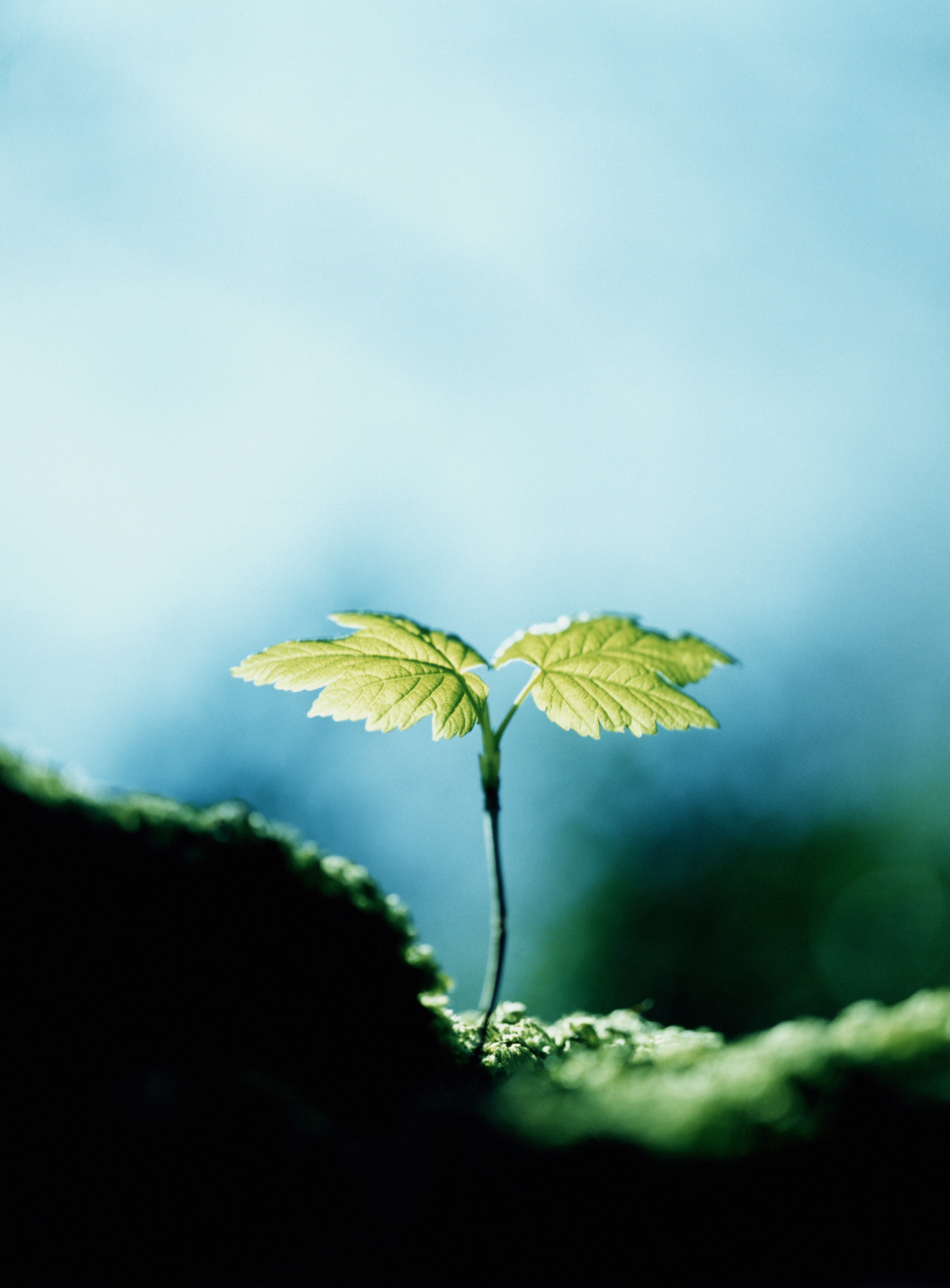 Europe’s Bioeconomy Strategy – What are the key opportunities and challenges?