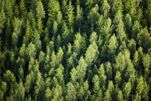 EU Forest Strategy 2030 - Progress and challenges near the halfway mark