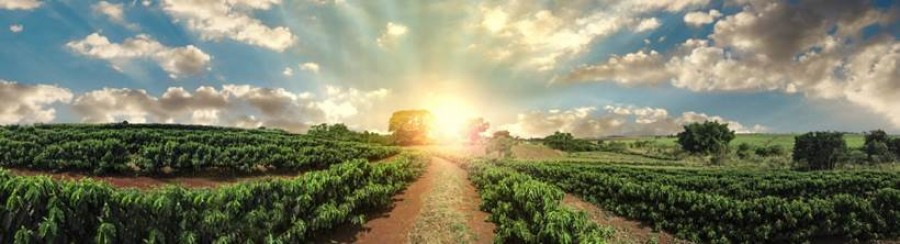 Politique Agricole Commune : Quelle viabilité économique ? 