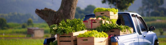 The Greek agriculture in the digital age. The challenges of the new CAP. 