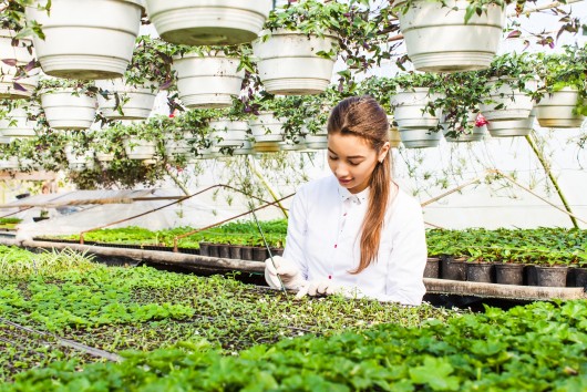Innovation in agriculture for a secure food supply: Obtaining better and  more resource-efficient crops