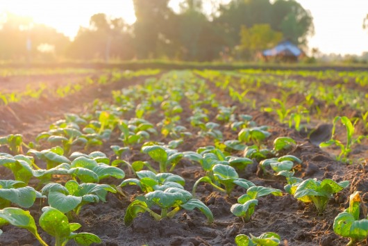 Concrete measures for the food industry to go carbon-neutral 