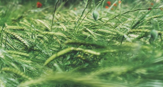 How should we  regulate pesticides? Solutions for safe, transparent decision-making