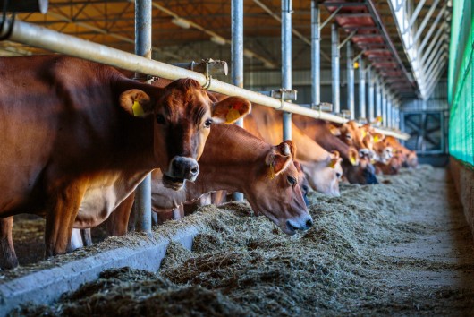 Animal Health and Welfare: What role for Animal Nutrition?