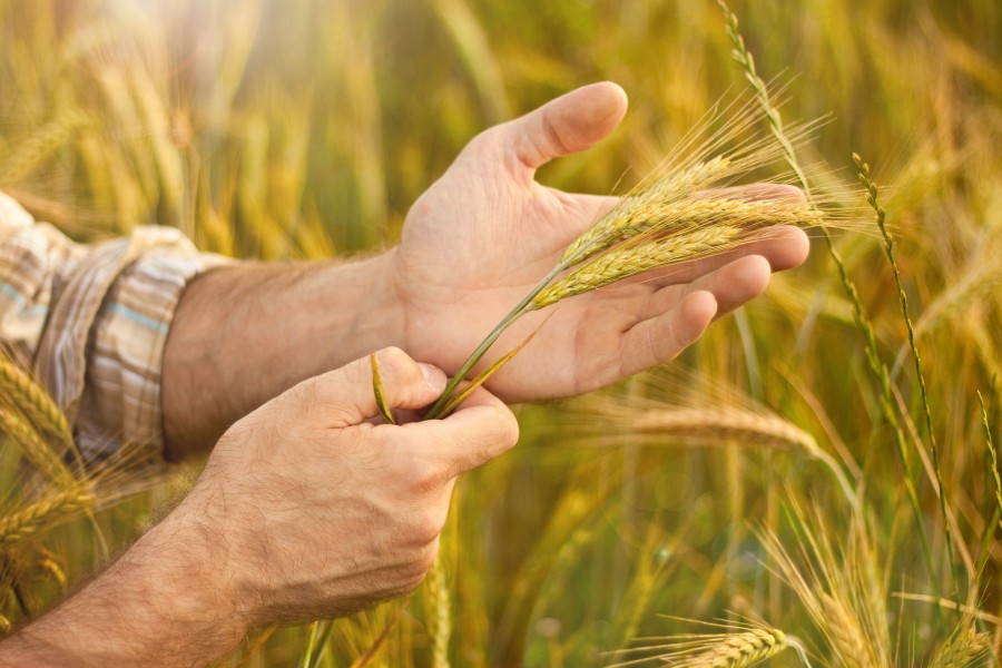 Investment in agriculture, growth and jobs: What role for the CAP?
