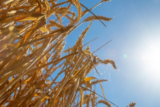 Policy Dialogue - Farming talks: Experiences from the field 