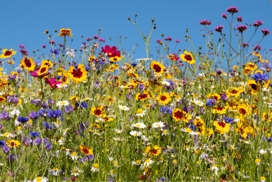 Policy Dialogue: Can Glyphosate play a role in achieving greater biodiversity?