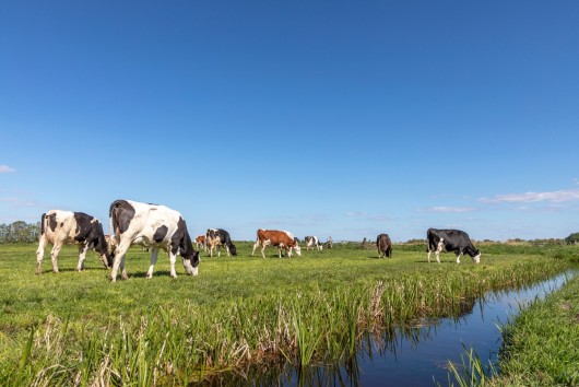 Data-driven actions as the key to deliver sustainability in the EU dairy sector?