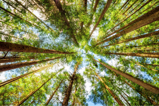 EU agenda for global forests - Getting the balance right
