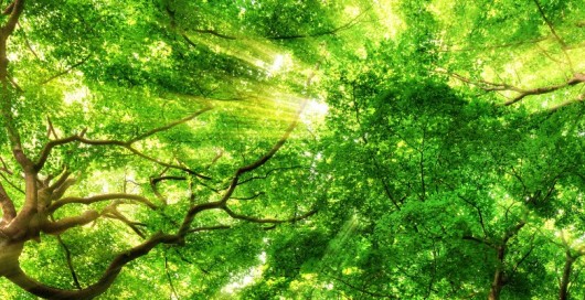 Towards carbon neutrality –  one year in