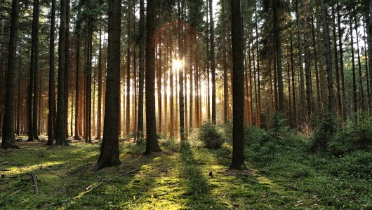 EU Regulation on deforestation-free products – What implications for smallholders?
