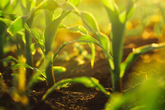 Transparency in EU policymaking: The case of glyphosate