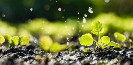 Landwirtschaft und Umweltschutz - Ein ungleiches Paar Schuhe?