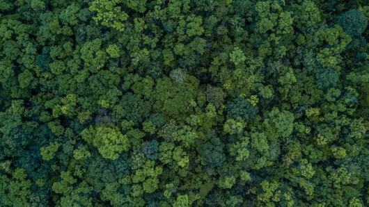 The Green Transition at the heart of the EU Recovery Fund