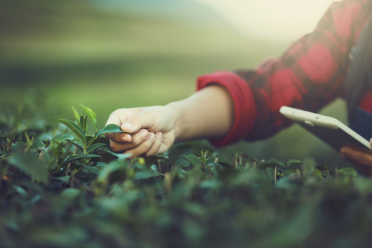 The Role of Bioeconomy in  the CAP