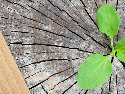 Analysing the Packaging and Packaging Waste Regulation - What are the implications for our forests?